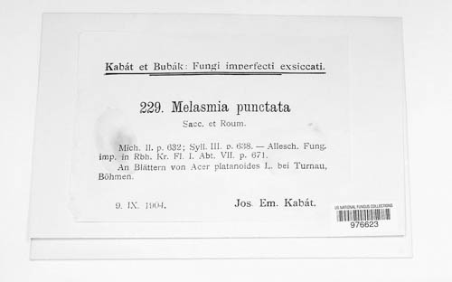 Rhytisma punctatum image